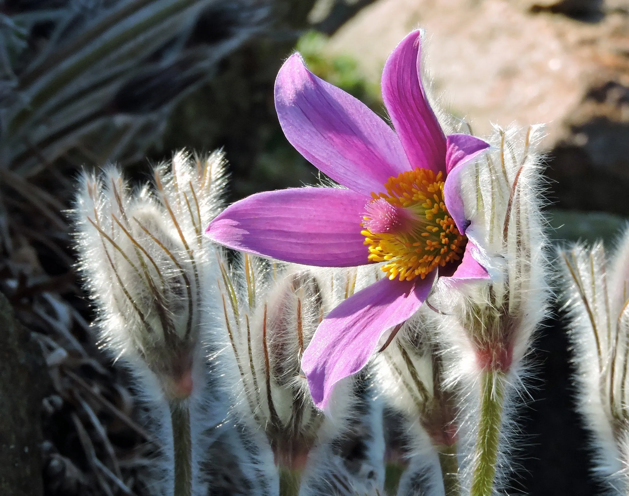 Chinese Pasqueflower  Pulsatilla chinensis  20 Seeds  USA Company