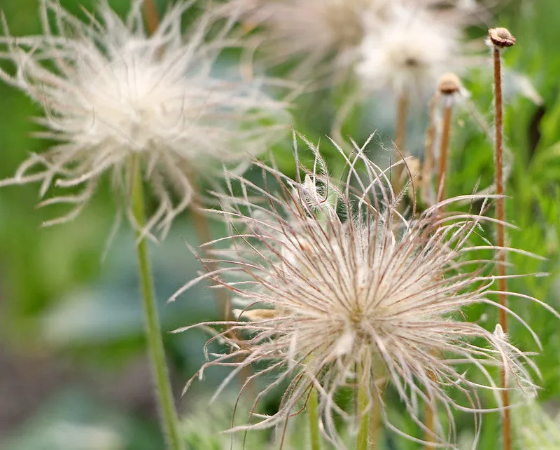 Chinese Pasqueflower  Pulsatilla chinensis  20 Seeds  USA Company