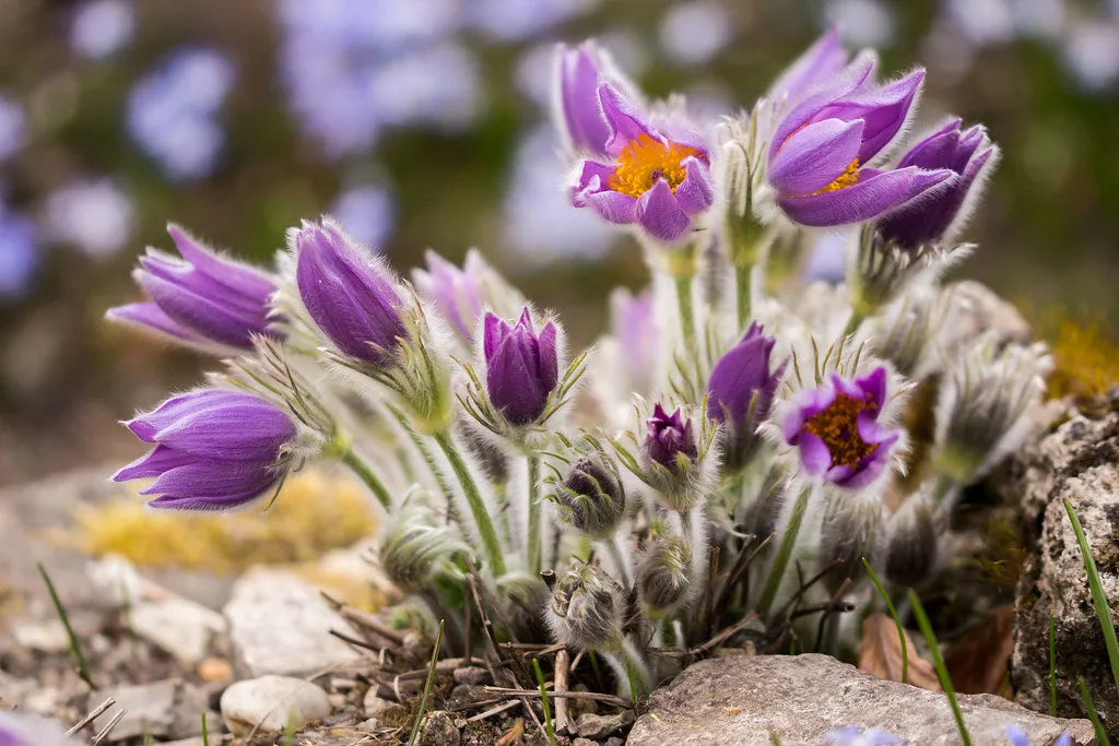 Chinese Pasqueflower  Pulsatilla chinensis  20 Seeds  USA Company