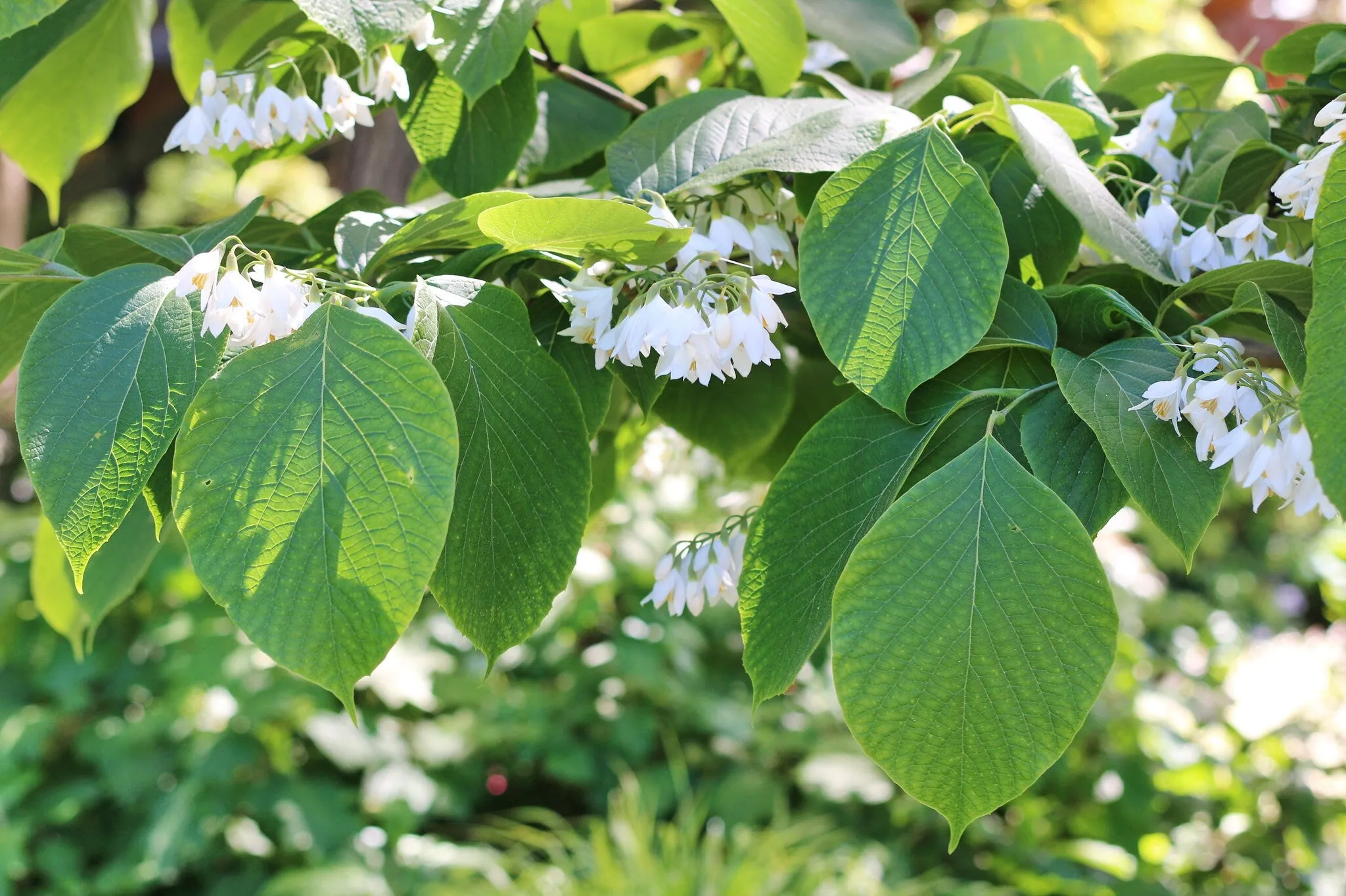 Fragrant Snowbell  Styrax obassia  50 Seeds  USA Company