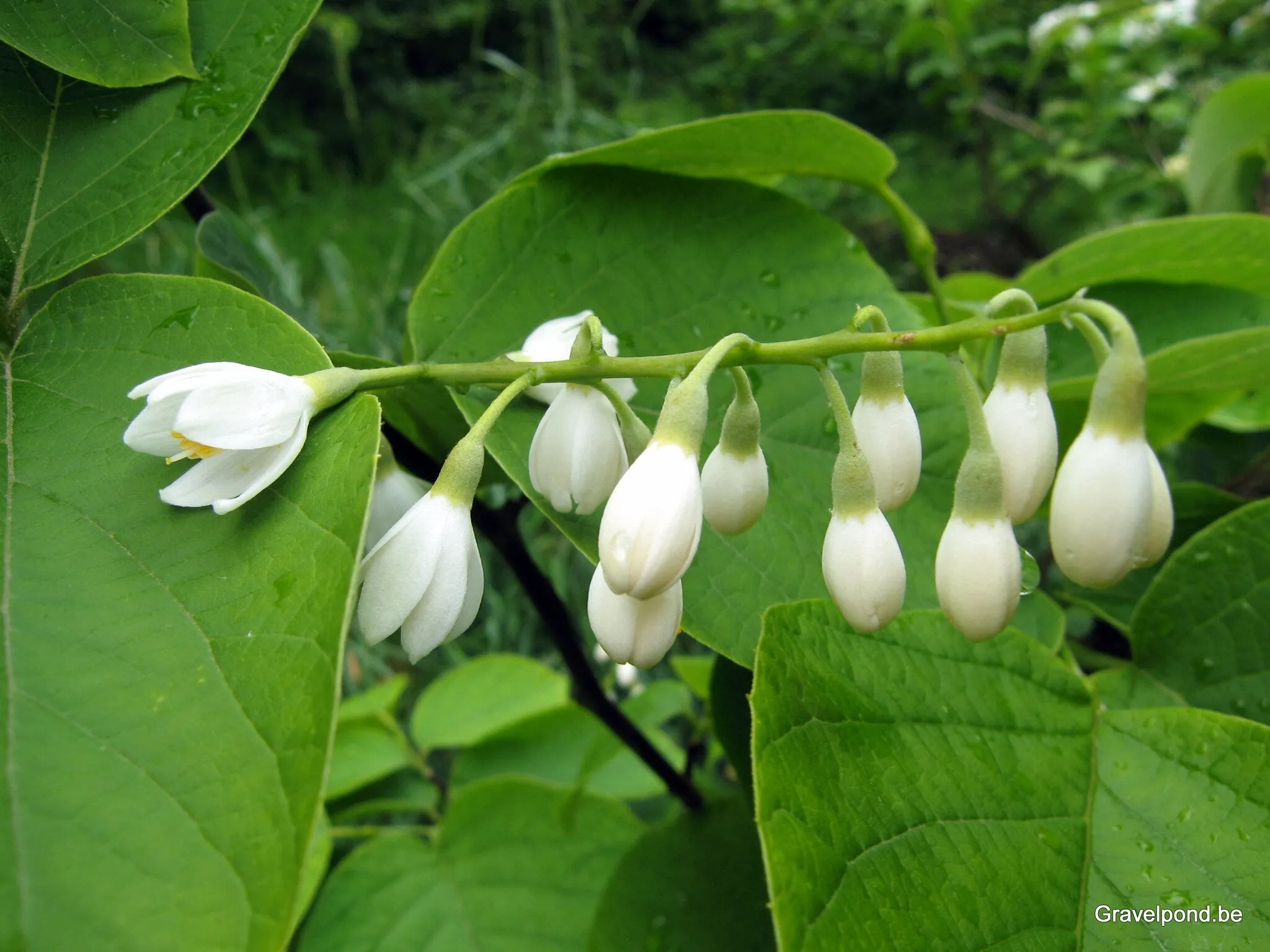 Fragrant Snowbell  Styrax obassia  50 Seeds  USA Company