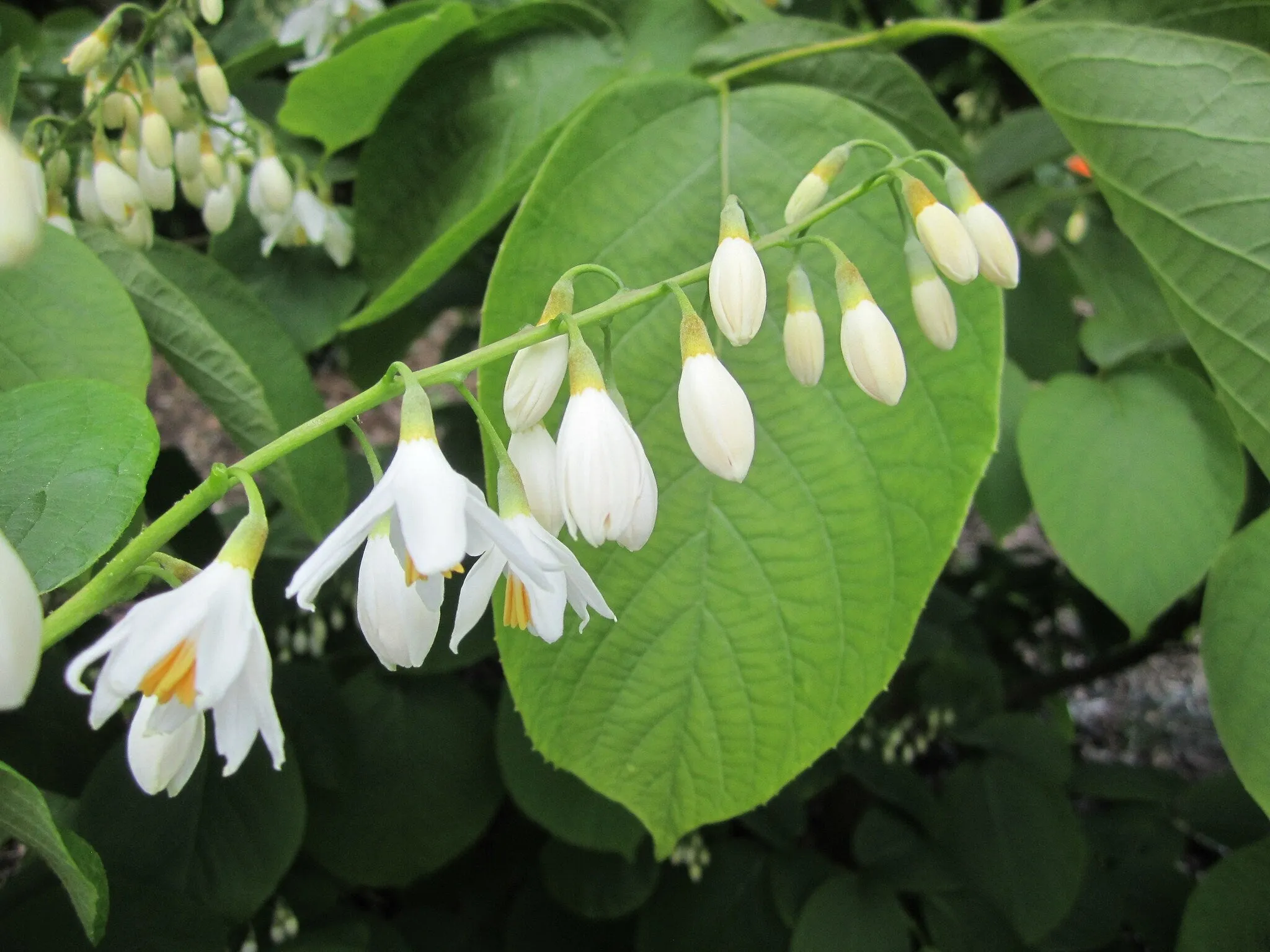 Fragrant Snowbell  Styrax obassia  50 Seeds  USA Company