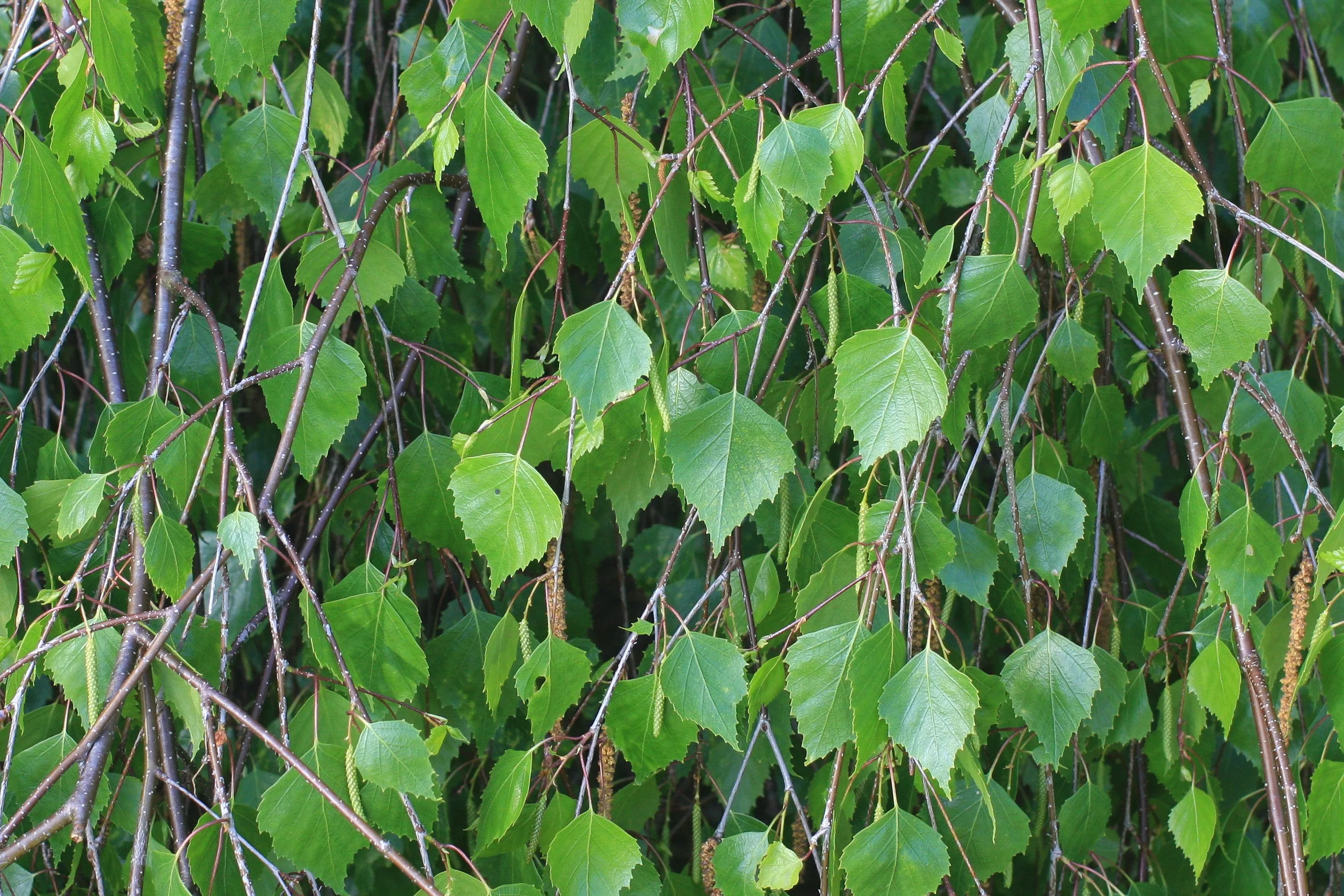 Silver Birch White Birch Betula Pendula 100 Seeds  USA Company