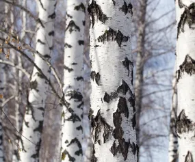 Silver Birch White Birch Betula Pendula 100 Seeds  USA Company