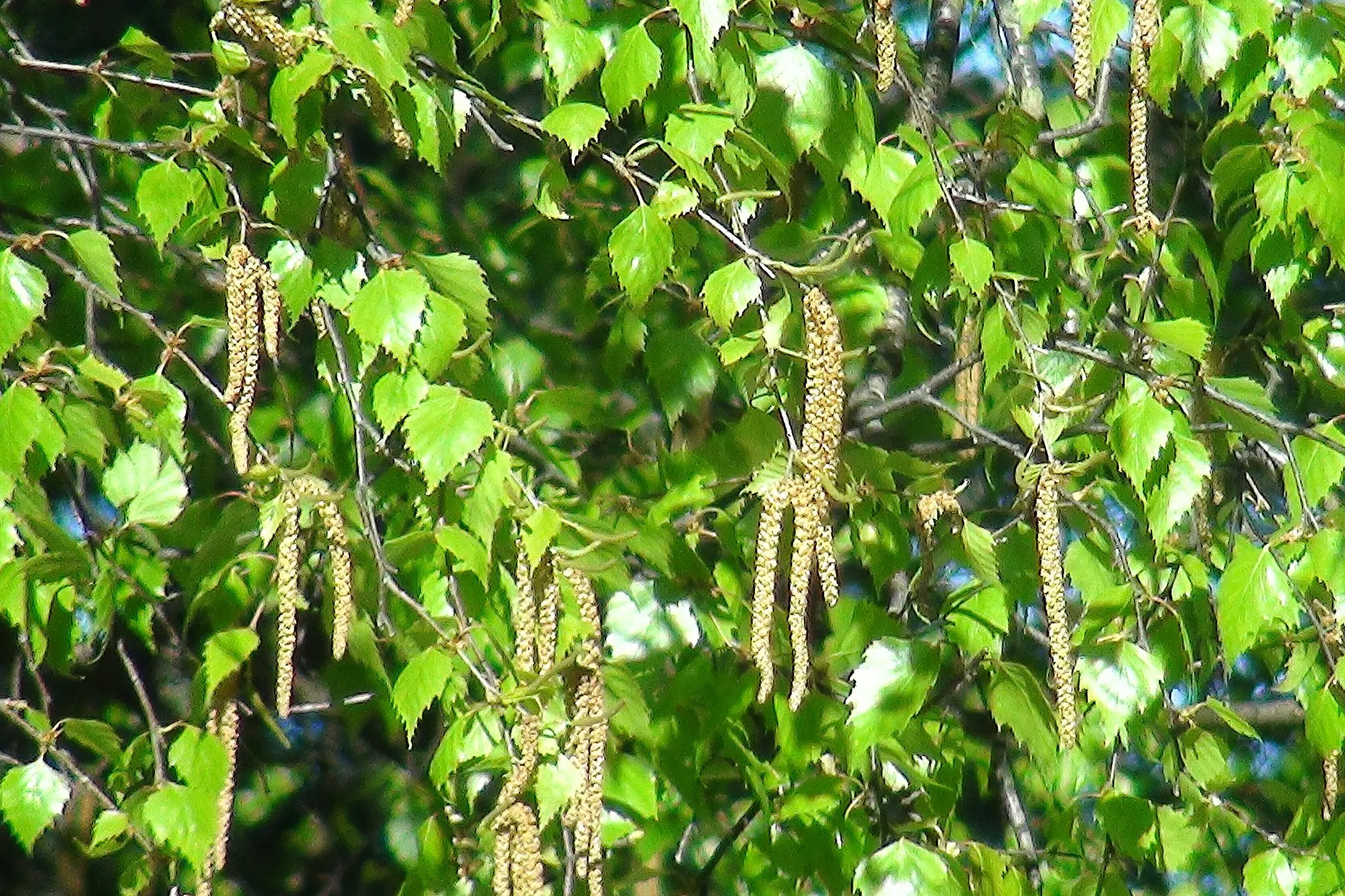 Silver Birch White Birch Betula Pendula 100 Seeds  USA Company