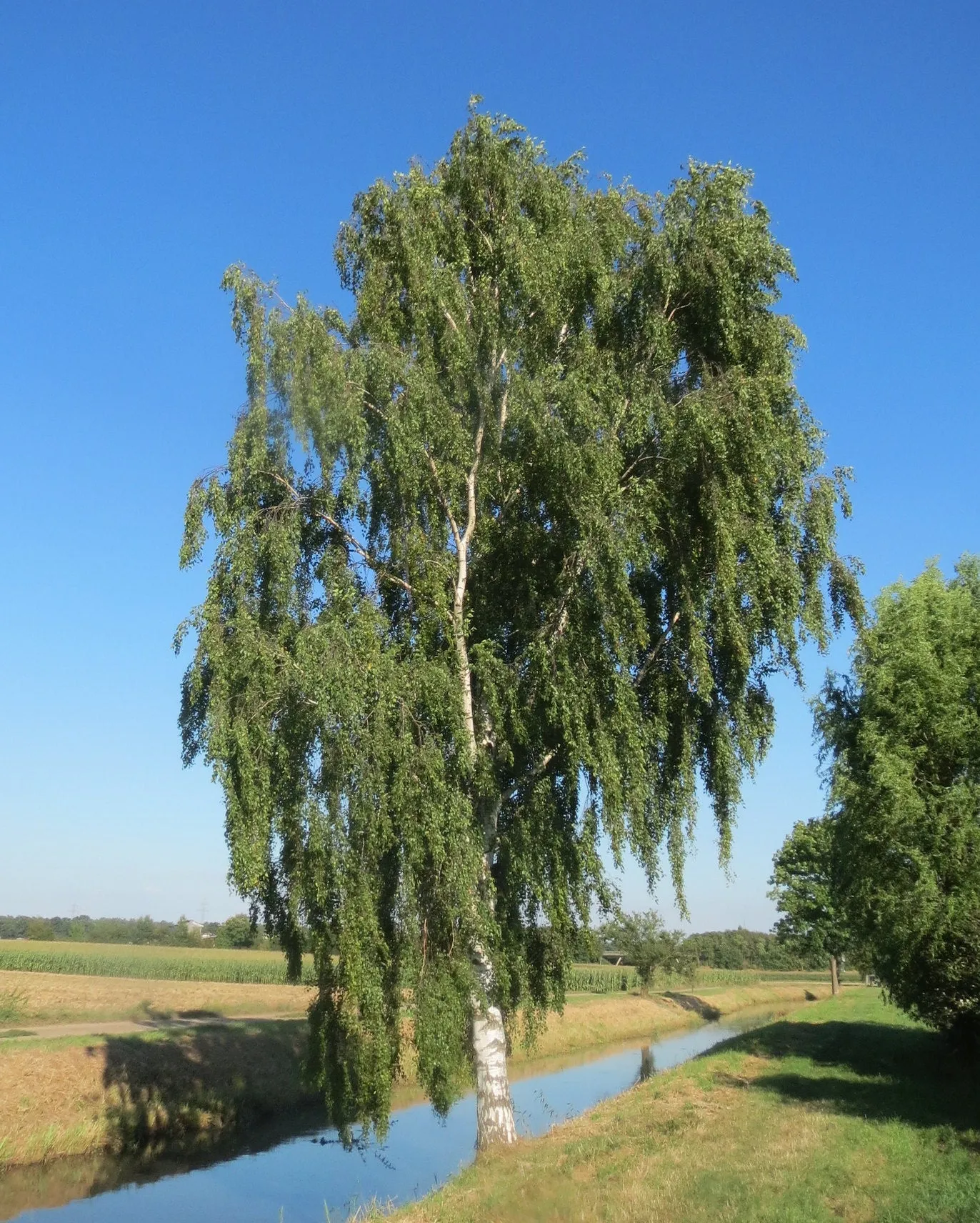 Silver Birch White Birch Betula Pendula 100 Seeds  USA Company