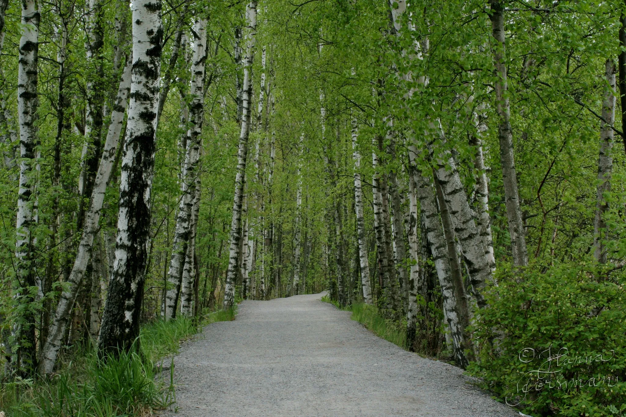 Silver Birch White Birch Betula Pendula 100 Seeds  USA Company