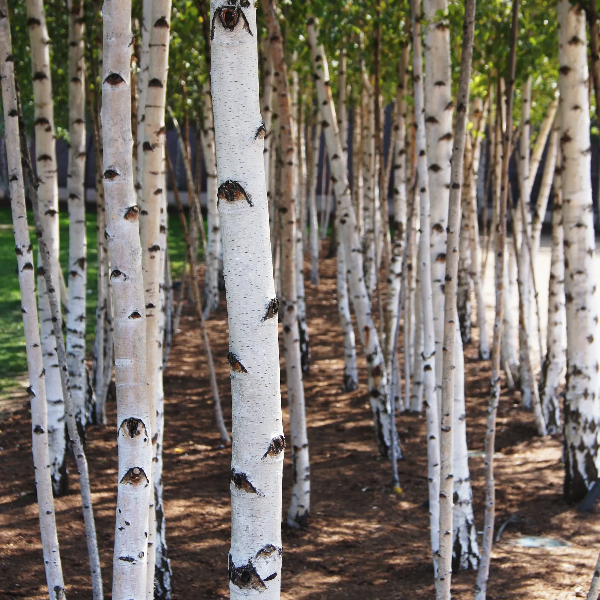 Silver Birch White Birch Betula Pendula 100 Seeds  USA Company